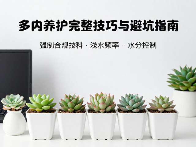 浇水频率与水分控制