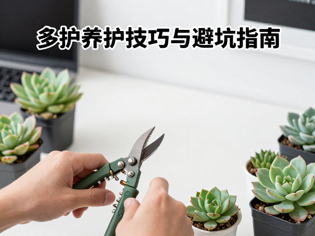 日常维护与修剪整理