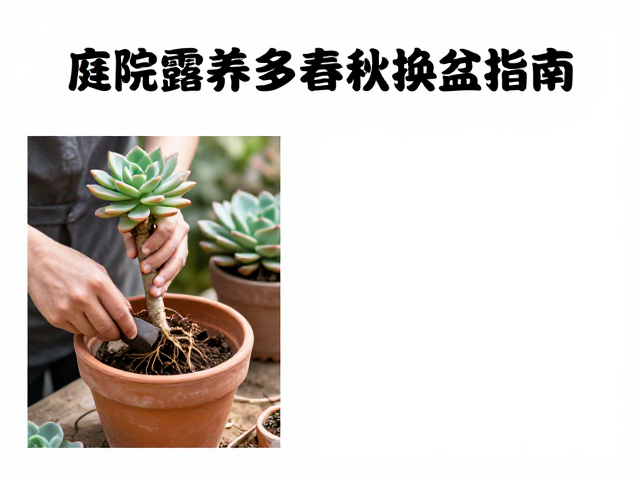 花盆选择与脱盆修根的操作细节