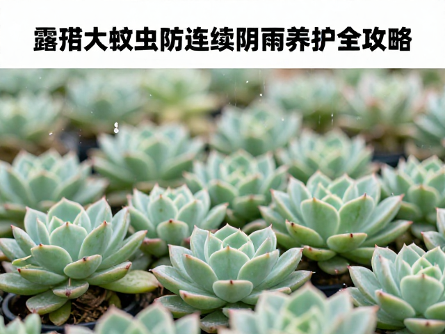 露养大棚多肉防蚜虫及连续阴雨养护全攻略