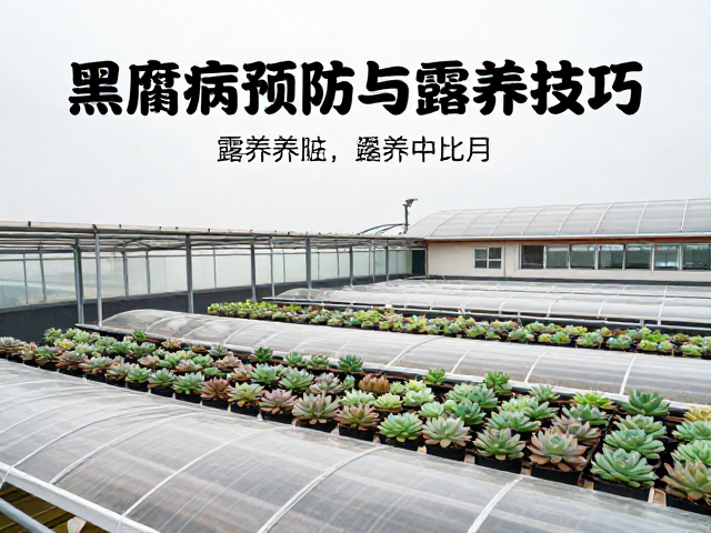 季节性露养管理与应急措施
