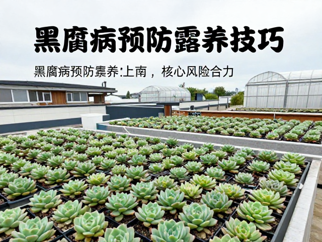 屋顶露养大棚多肉养护全攻略，黑腐病预防与露养技巧