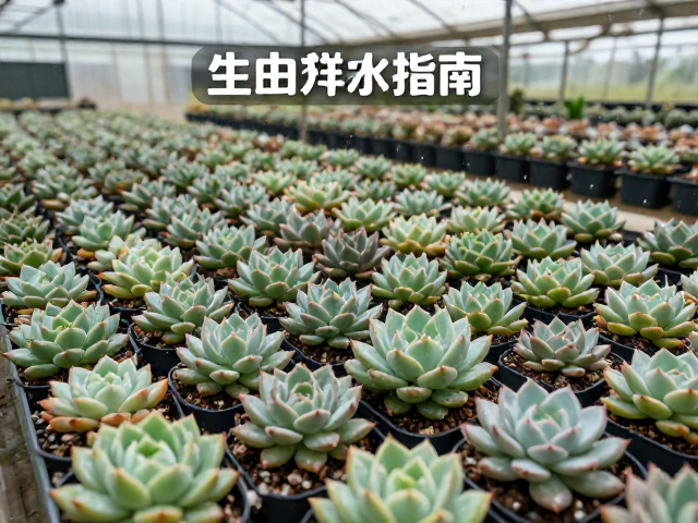 基质改良与透气性提升方案