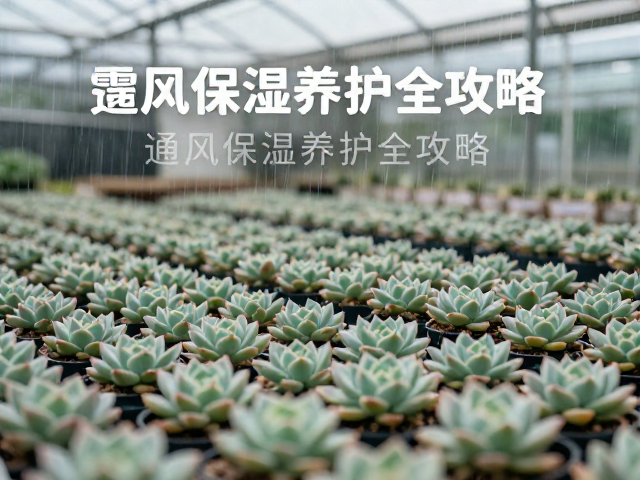 露养大棚多肉防连续阴雨，通风保湿养护全攻略