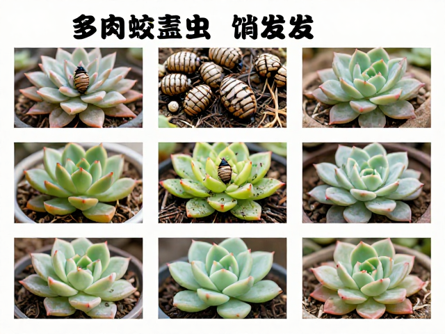 多肉蚧壳虫爆发？不同场景适配方案，适合短期展示与定期调整