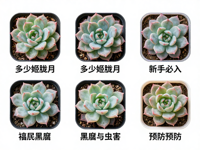 常见问题应对：黑腐与虫害的预防