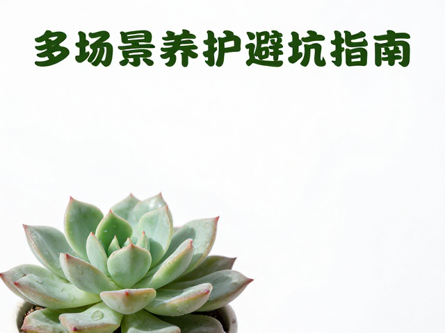 多肉湿度高易化水？灯光致状态差？多场景养护避坑指南