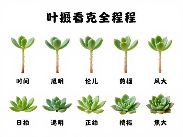 多肉叶插繁殖全流程，从时间记录到实操技巧，新手必看指南