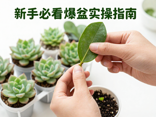 多肉桃蛋叶插全流程，工具消毒，取叶技巧，新手必看的爆盆实操指南
