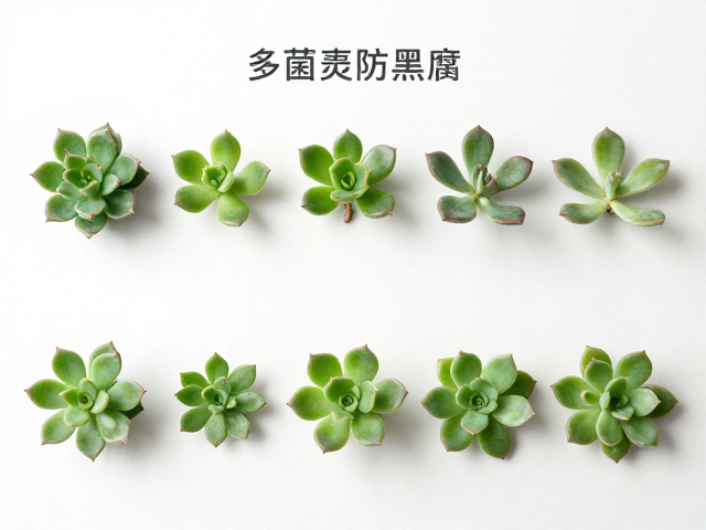 移栽定植与爆盆进阶