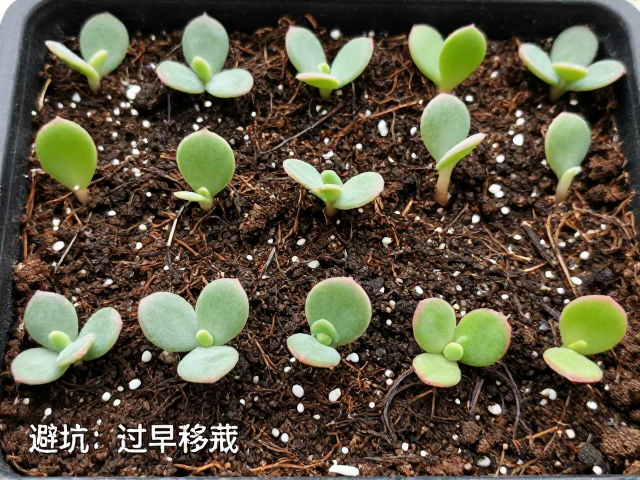 多肉叶插繁殖全流程，避坑过早移栽，附详细教程与技巧