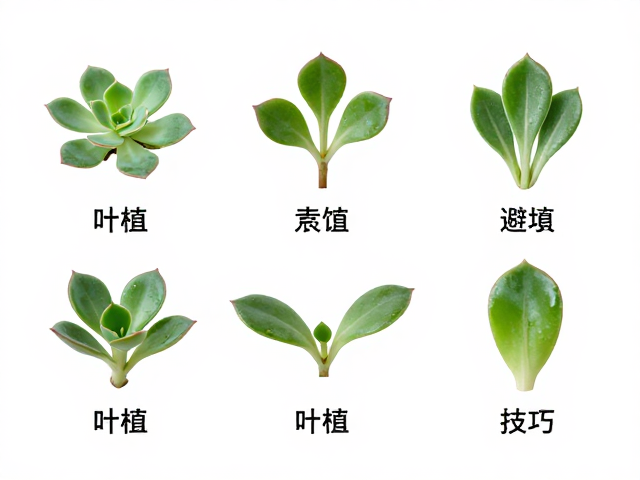 正确的叶插摆放与水分管理