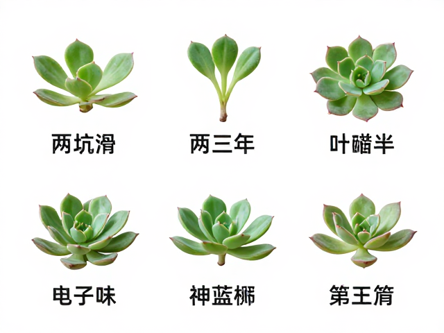 避坑过早移栽的核心逻辑