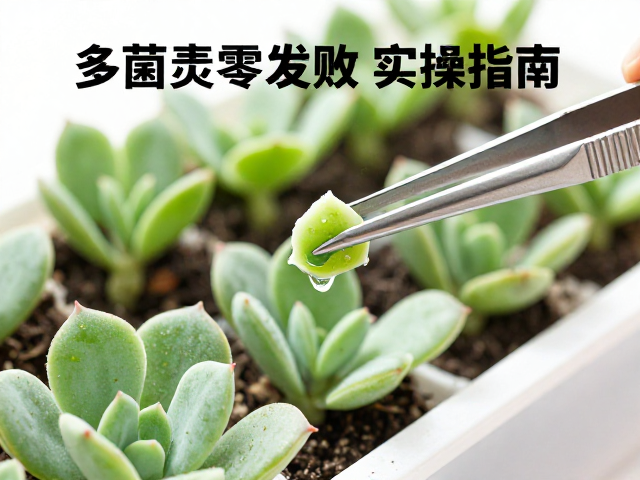 多菌灵蘸水处理的科学原理与操作规范