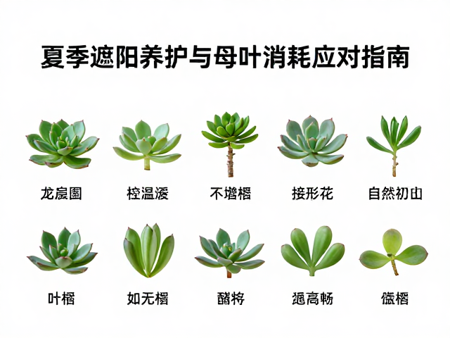 夏季高温期的遮阴与控温策略