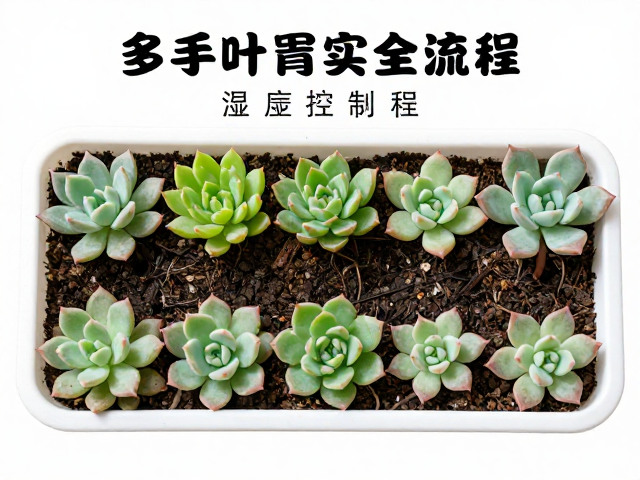 基质准备:透气与保湿的平衡艺术
