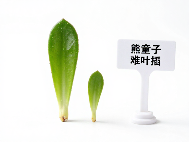 熊童子难叶插？多肉叶插完整流程，标签牌实操技巧