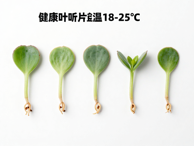 叶片摆放与生根发芽过程管理