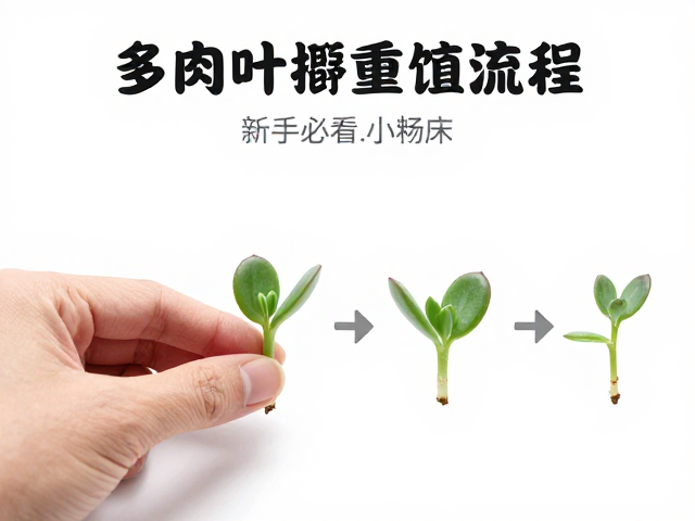 环境调控与日常养护的核心细节