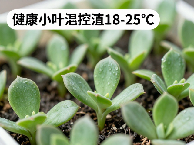 多肉叶插全流程，选健康叶片，控温18-25℃，新手必看的繁殖技巧