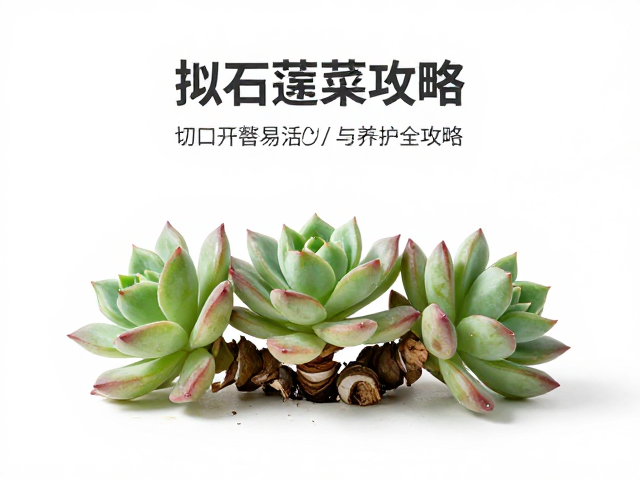 拟石莲花属多肉砍头繁殖法，切口平整易活与养护全攻略