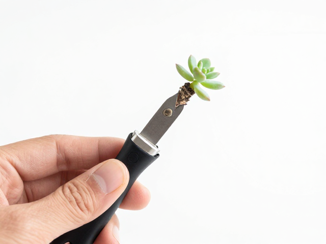 准备工具与砍头操作的具体步骤