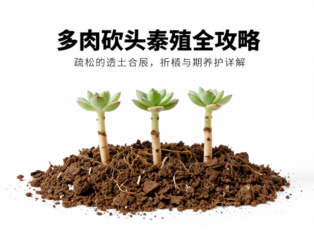 扦插介质的选择标准与配土逻辑