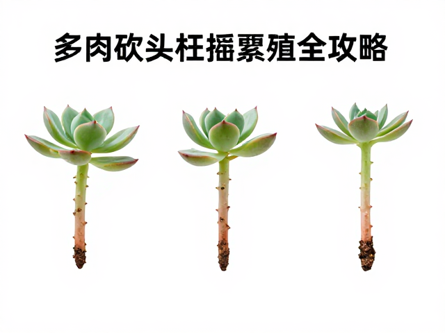 扦插后的环境控制与避水养护