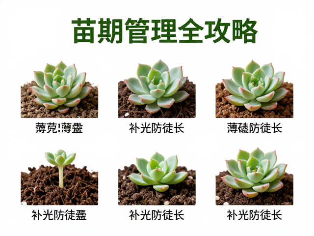 苗期水肥管理与温度调控