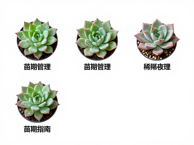 苗期管理与稀释液肥养护指南