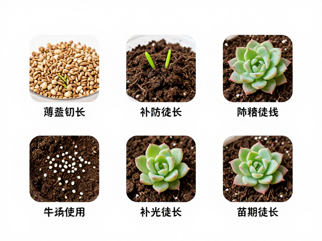 多肉播种繁殖步骤，薄覆土，补光防徒长，苗期管理全攻略