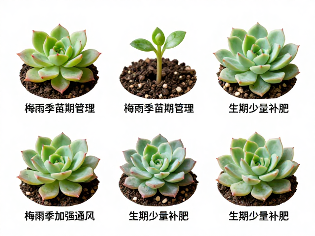 生长期水分控制与微量施肥