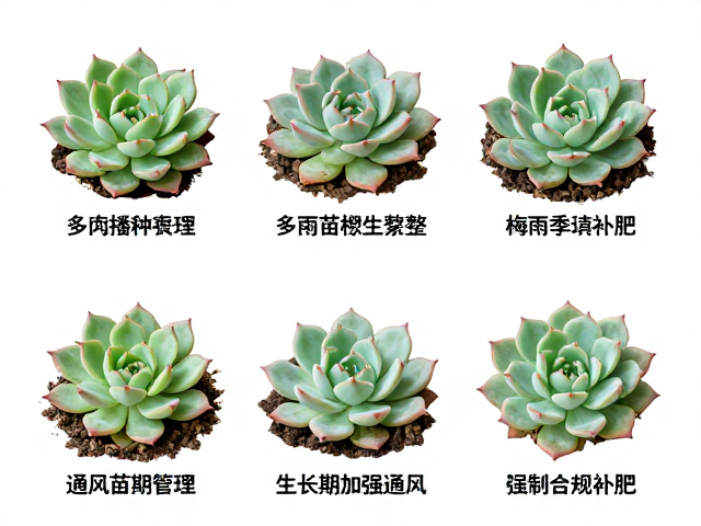 苗期光照管理与通风策略