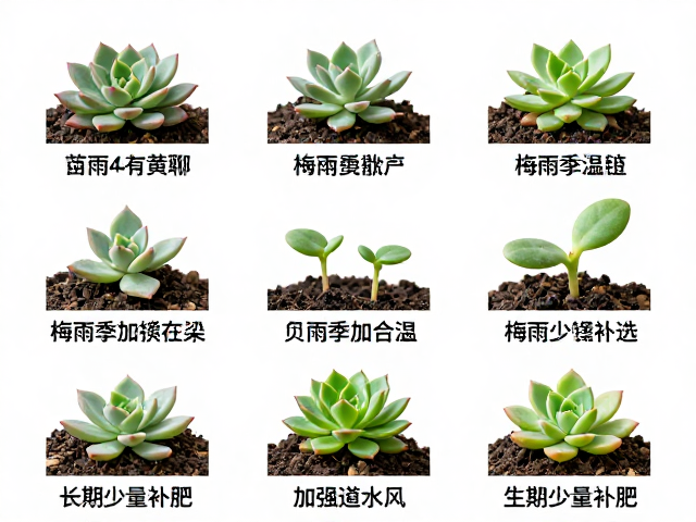 播种操作与初期保湿控温