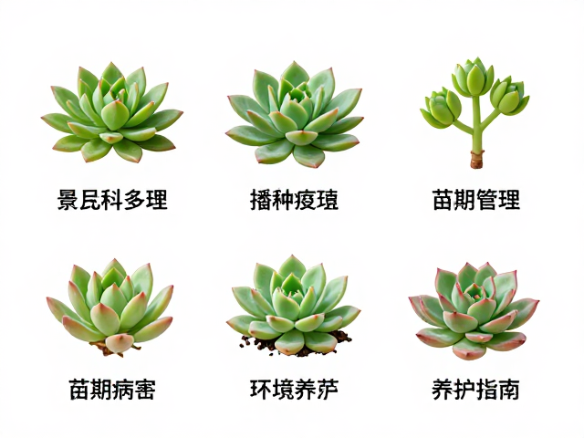 常见病害预防与环境调控