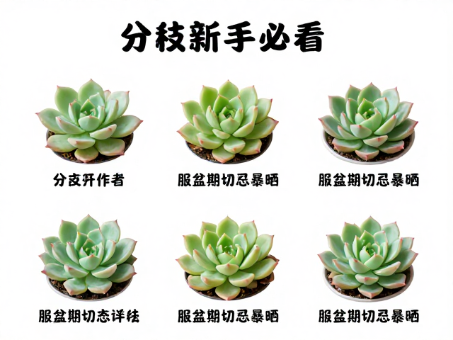 多肉新手必看，分株繁殖完整步骤，服盆期切忌暴晒