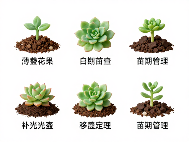 移栽定植与后期养护过渡