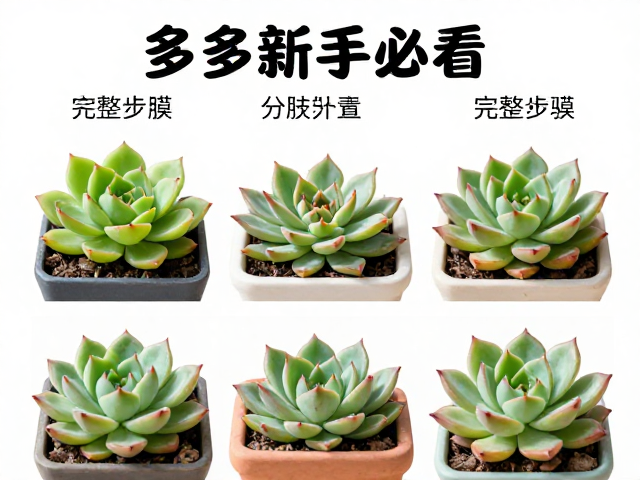 植入与服盆期的环境管理细节