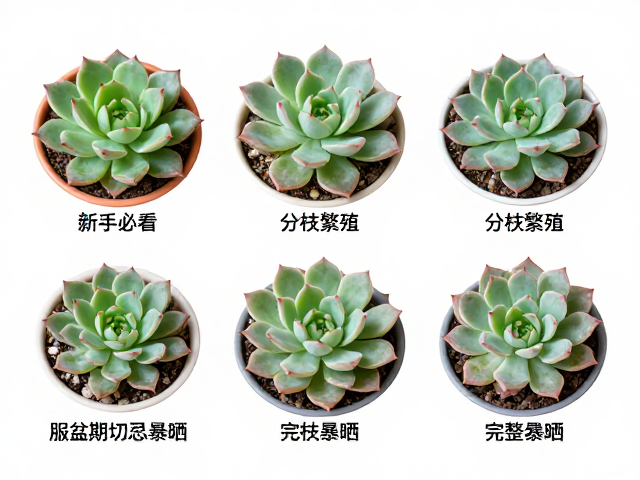 服盆成功后的养护过渡与禁忌