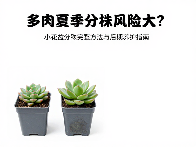 小花盆分株的操作细节与工具准备