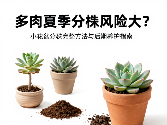 上盆基质选择与栽种技巧