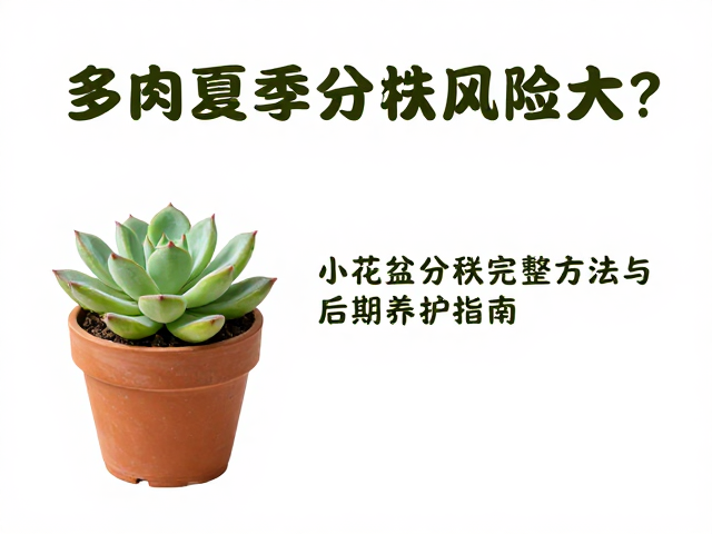 分株后的环境管理与水分控制