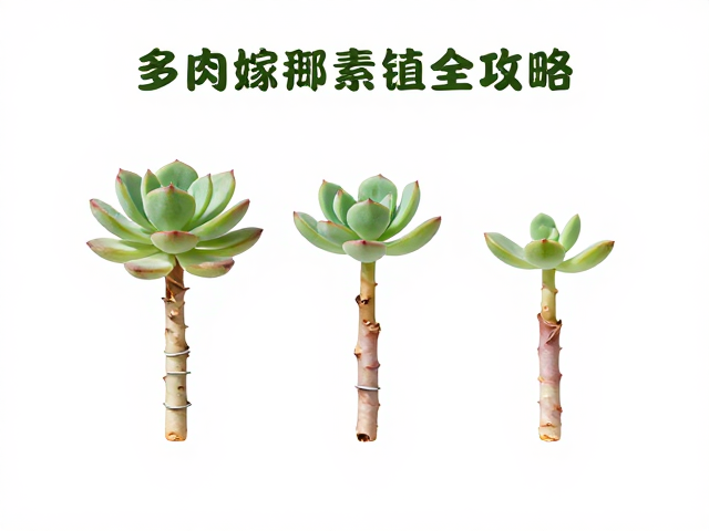 常见固定物残留处理与伤口护理
