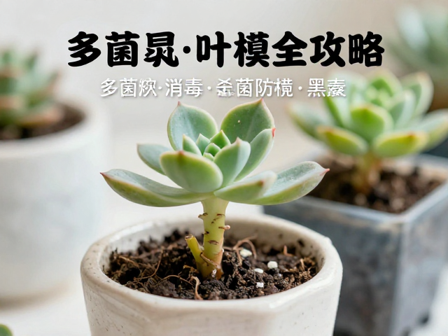 防黑腐的关键环境与养护细节