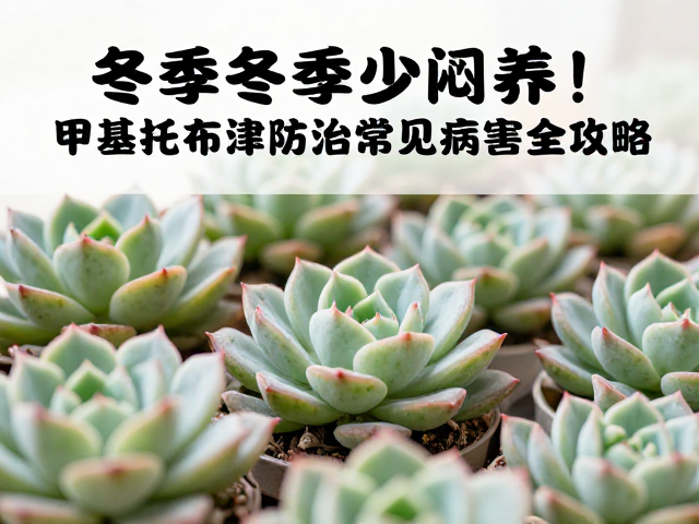 多肉冬季少闷养！甲基托布津防治常见病害全攻略