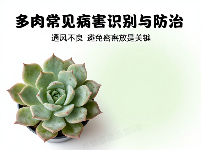 科学治疗：药剂使用与病株处理规范