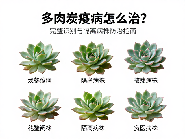病株隔离与物理清除的具体操作