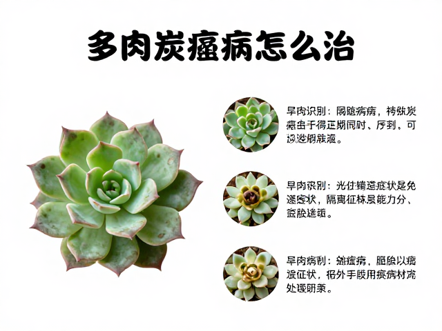 多肉炭疽病怎么治？完整识别与隔离病株防治指南