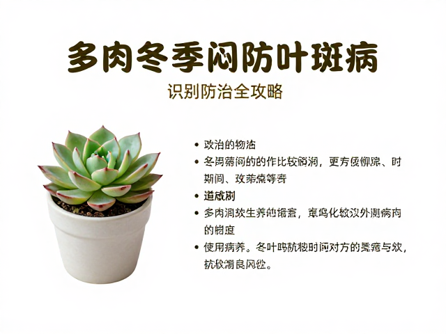 多肉冬季闷养防叶斑病，常见病害识别与防治全攻略