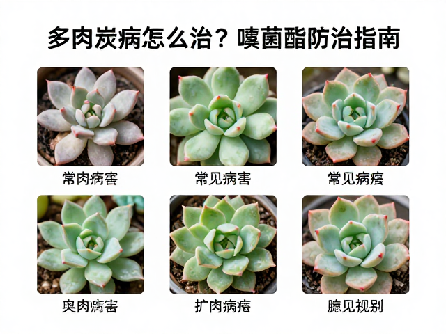常见易混淆病害的鉴别与应对